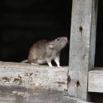 Arizona Residents Learn That Rodents Cause Up To 25% of All Fires