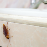 How To Keep Pests Out of Your House?