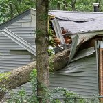 How Can I Protect My Home From Tree Damage