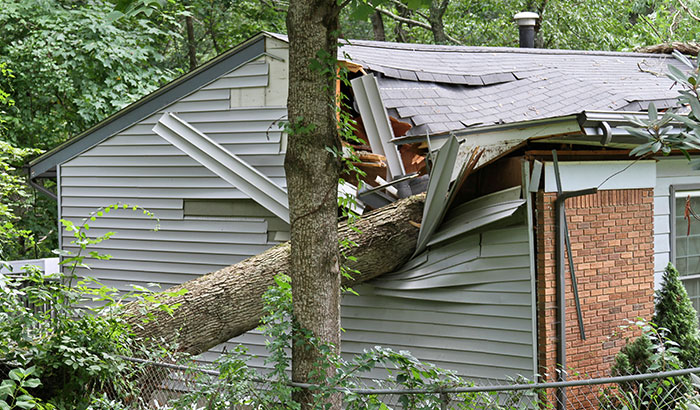 how-can-i-protect-my-home-from-tree-damage