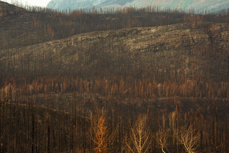 Wildfire smoke damage and structural assessment
